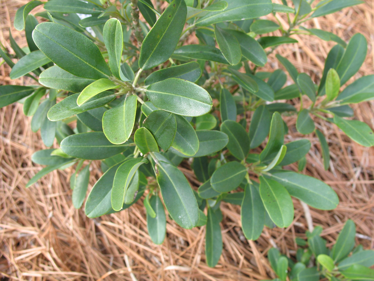 Online Plant Guide Magnolia virginiana 'Tensaw' / Tensaw Sweetbay